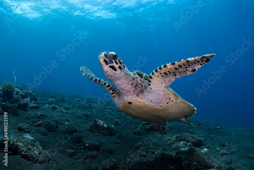 Hawksbill Turtle - Eretmochelys imbricata. Diving and wide angle underwater photography. Tulamben, Bali, Indonesia. 