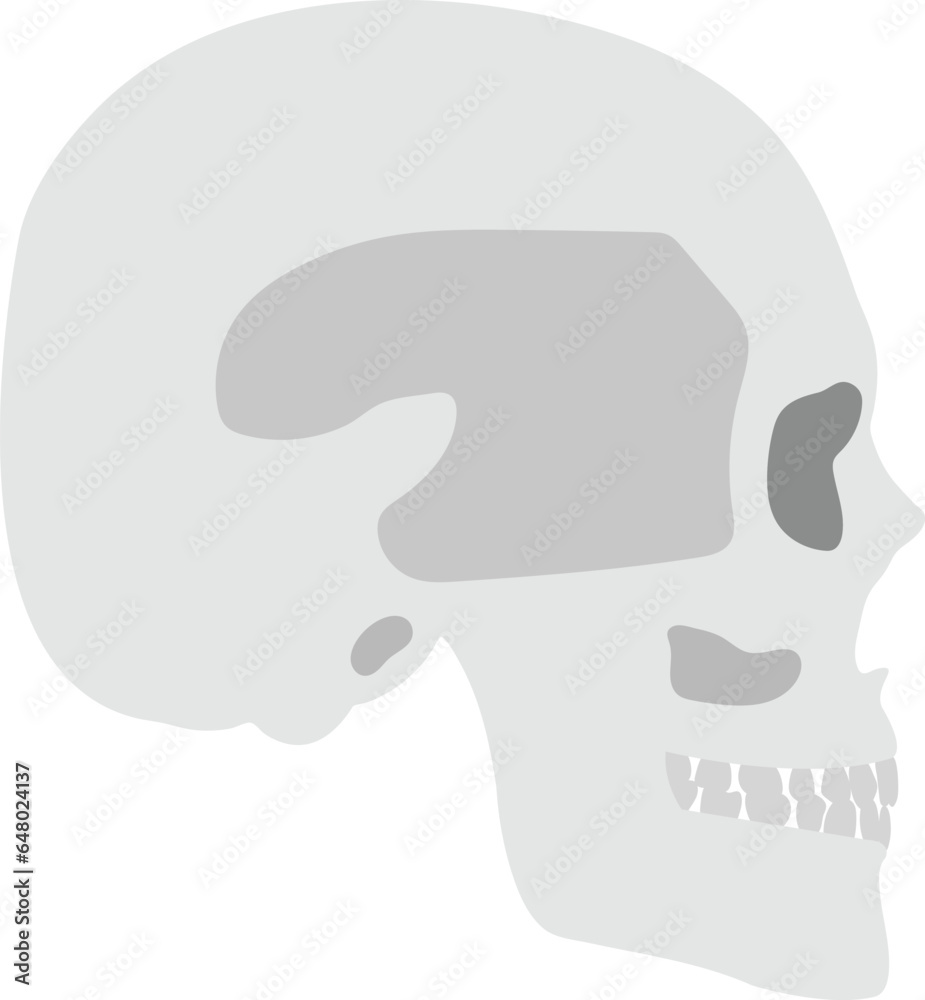 human skull illustration vector image human skull illustration vector image