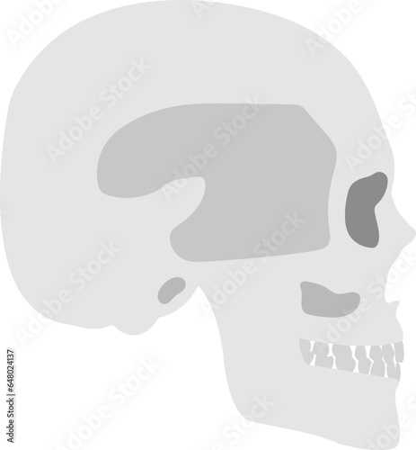 human skull illustration vector image