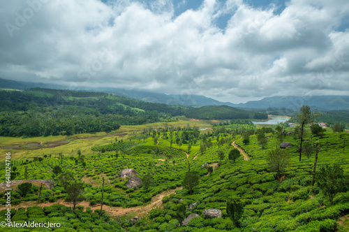tea plantation  munnar  kerala  india.