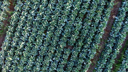 Wallpaper Mural Aerial Of Cabbage Fields Overhead Shot Torontodigital.ca