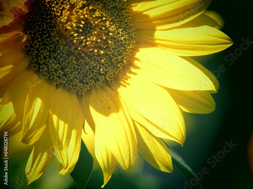 close up of sunflower