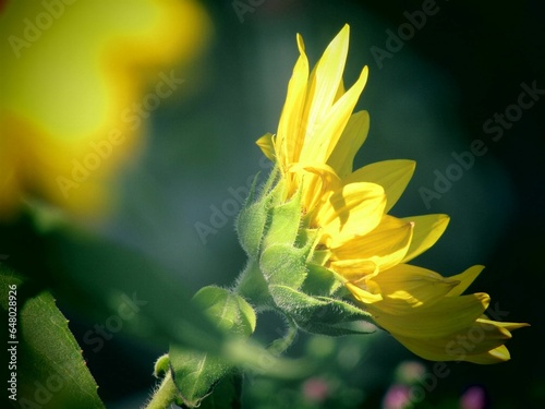 sunflower side profile