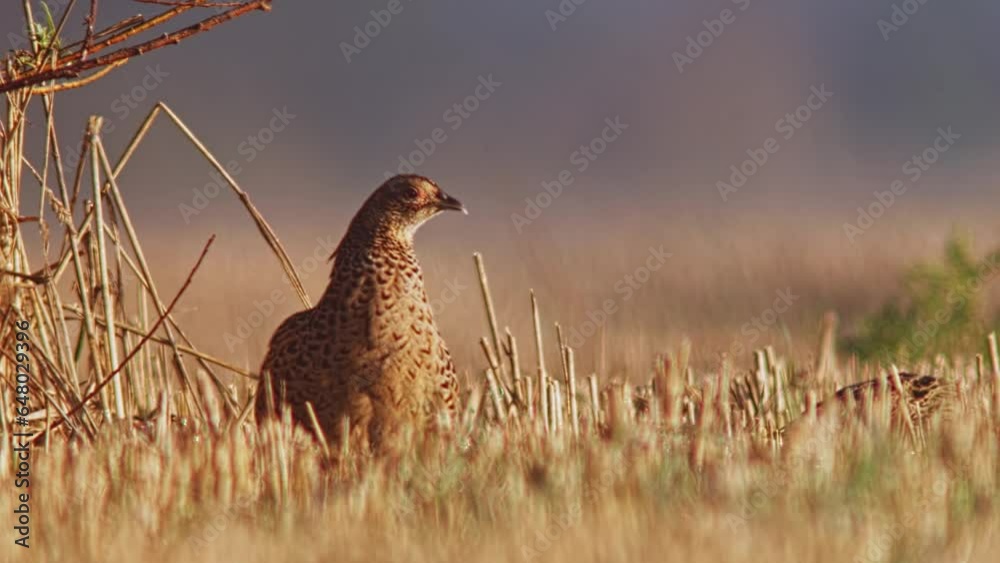 many Young pheasants (Phasianus colchicus) sunbathe and groom their feathers in a harvested stubble field many Young pheasants (Phasianus colchicus) sunbathe and groom their feathers in a harvested stubble field