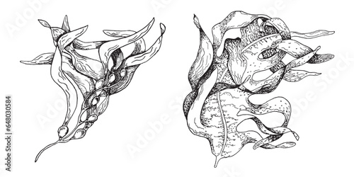 Vector sea plant ink hand drawn illustration isolated on white background. Laminaria, brown kelp, ascophyllum seaweed black white line. Design element for package, label, trade, wrapping