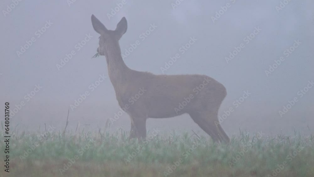 one Roe deer (Capreolus capreolus) walks across a harvested stubble field on a foggy morning and feeds on the ground one Roe deer (Capreolus capreolus) walks across a harvested stubble field on a foggy morning and feeds on the ground