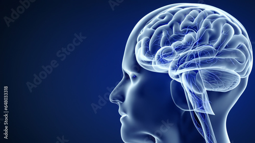 3D Illustration of human brain nerve tracts based on magnetic resonance imaging (MRI) data.