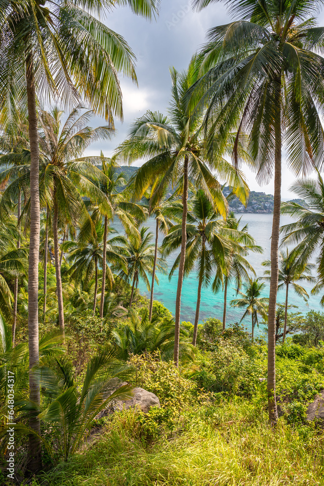 Scenic tropical vertical landscape with palm trees grove and view on turquoise sea water from the landscaped place in jungle of Koh Tao island in Thailand. John-Suwan