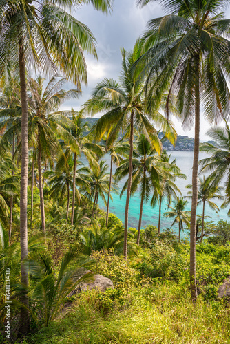 Scenic tropical vertical landscape with palm trees grove and view on turquoise sea water from the landscaped place in jungle of Koh Tao island in Thailand. John-Suwan © evgenydrablenkov