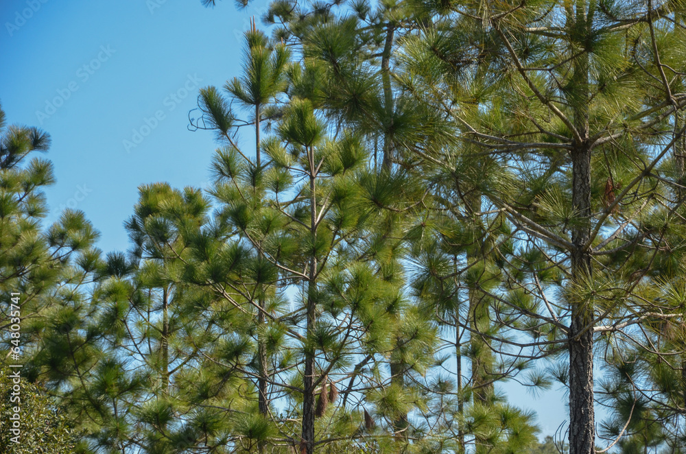 Evergreen Elegance: Pine Trees Against an Azure Sky Evergreen Elegance: Pine Trees Against an Azure Sky