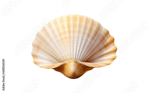 Sea Shell on White Transparent Background © Flowstudio