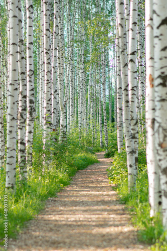 Vertical photo of birches with a path on a sunny day.