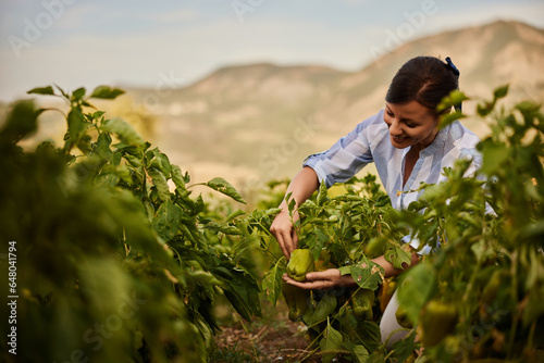 Obraz na plátně A hard-working woman being in the garden, picking up the bell peppers