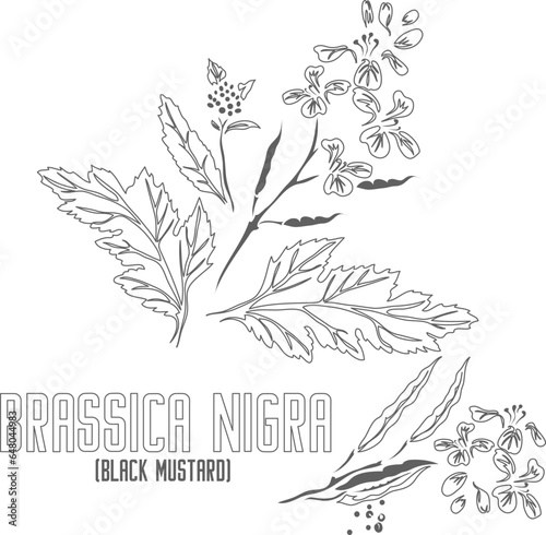 Black mustard vector contour. Brassica nigra plant outline. Set of  Black mustard in Line for pharmaceuticals and coocking. Contour drawing of medicinal herbs