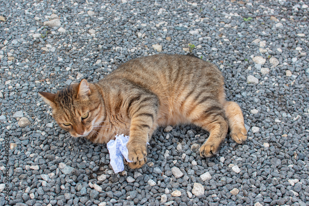 The cat is lying on the rocks with the paper from which the ball is made. The cat is lying on the rocks with the paper from which the ball is made.