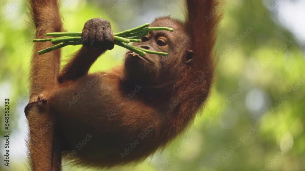 Amazing closeup of orang utan cub eating fruits