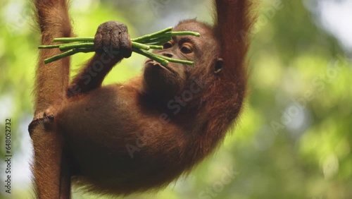 Amazing closeup of orang utan cub eating fruits photo