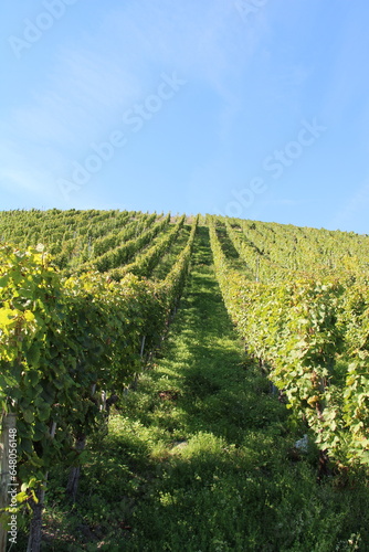 Vineyards in the Mosel Valley close to Brauneberg