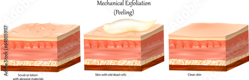 Mechanical Exfoliation or Peeling. Skin care with Face and Body.  Cross-section of a skin layers. Removal of the old dead cells and Clean skin.  