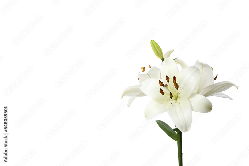 PNG, lily flower isolated on white background.