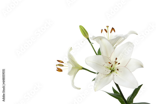 PNG  lily flower isolated on white background.