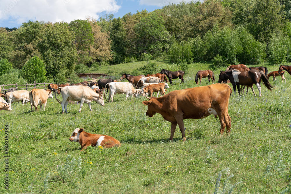 Horses and cows graze on a green field. Animals on the field on a summer day.