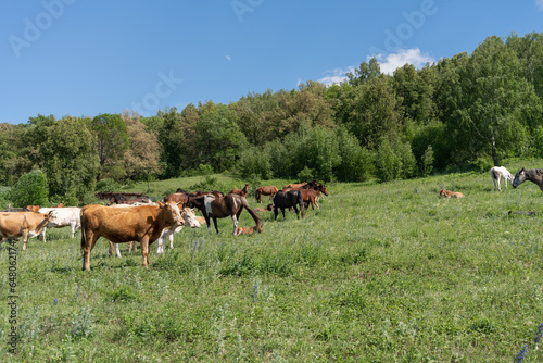 Fototapeta Naklejka Na Ścianę i Meble -  Horses and cows graze on a green field. Animals on the field on a summer day.