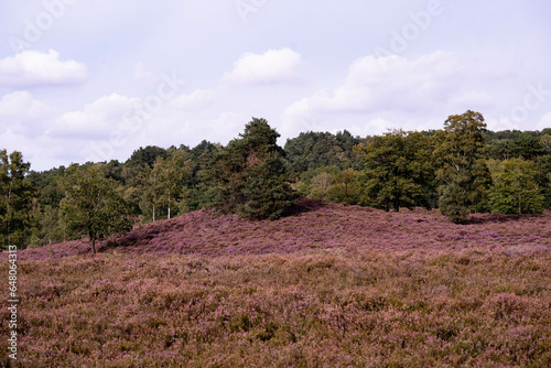 Während der Heideblüte im August mit dem Mountainbike durch das Naturschutzgebiet Fischbeker Heide bei Hamburg photo