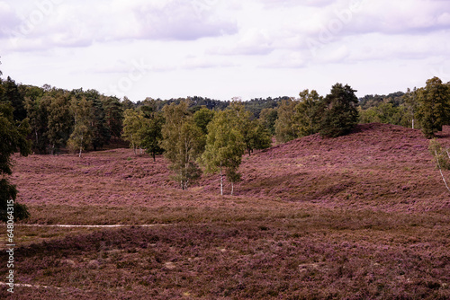 Während der Heideblüte im August mit dem Mountainbike durch das Naturschutzgebiet Fischbeker Heide bei Hamburg photo