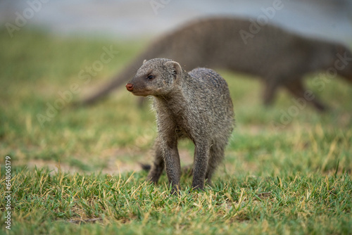 Namibian Serenity: A Close Encounter with a Wild Mongoose