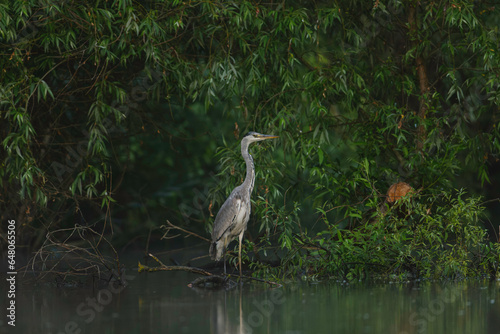 A bird perched on a branch in the vibrant Danube Delta ecosystem environment conservation eco