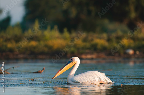 A beautiful white bird gracefully swimming in the Danube Delta ecosystem environment conservation eco