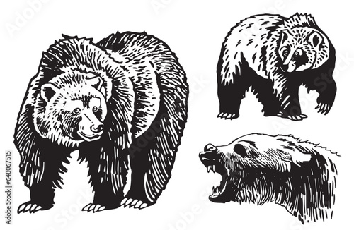 Graphical set of grizzly bears isolated on white background ,vector illustration. 