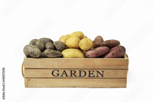 Kartoffel Vielfalt - lila gelb rot - in einer Holzkiste