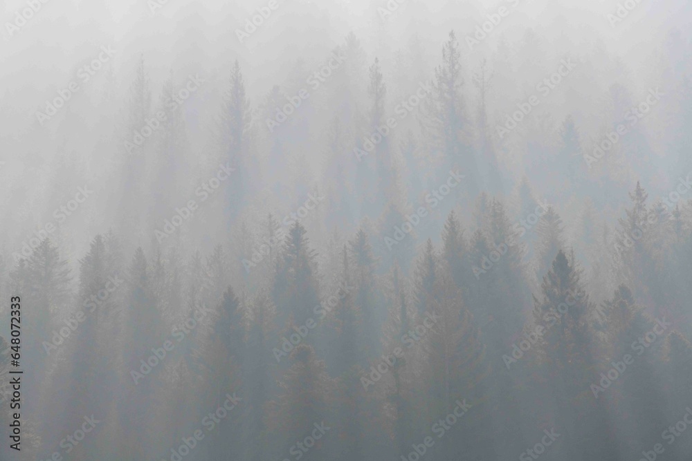 Misty Morning Overlook at Nationalpark Schwarzwald, Black Forest National Park - obrazy, fototapety, plakaty 