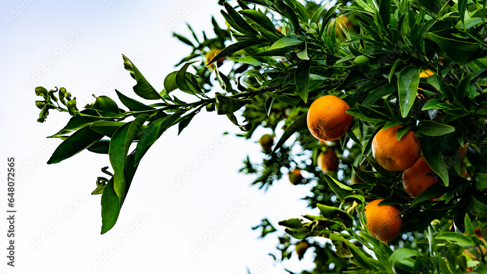 orange tree with fruits with white background