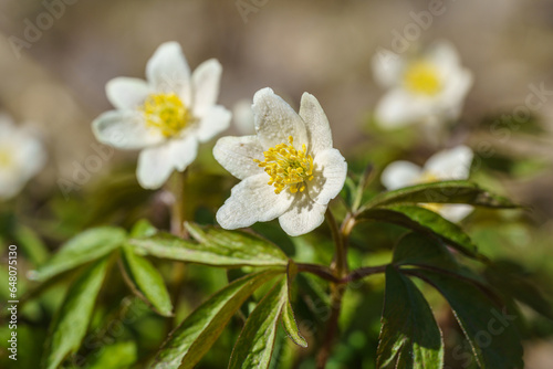 Close up of wood anemone flowers in sunlight