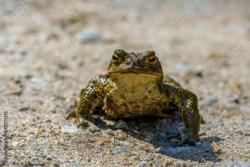 Closeup of a frog with orange colored eyes