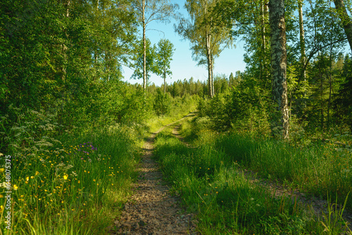 Summerview from a lush and green forest in Sweden