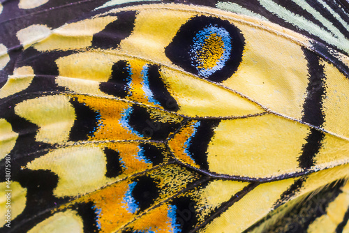 Close up colorful texture of butterfly wing surface pattern background © Piman Khrutmuang