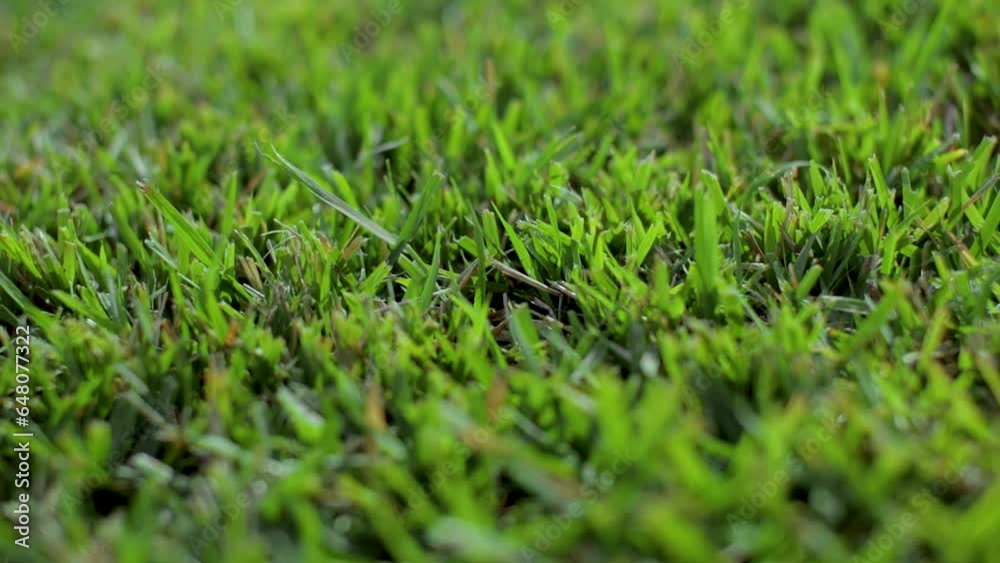 Close up of grass on sod farm dolly shot.