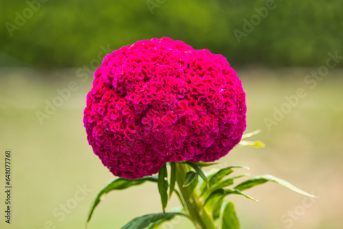 Fotografia Close-up on red cockscomb flower blooming on tree.