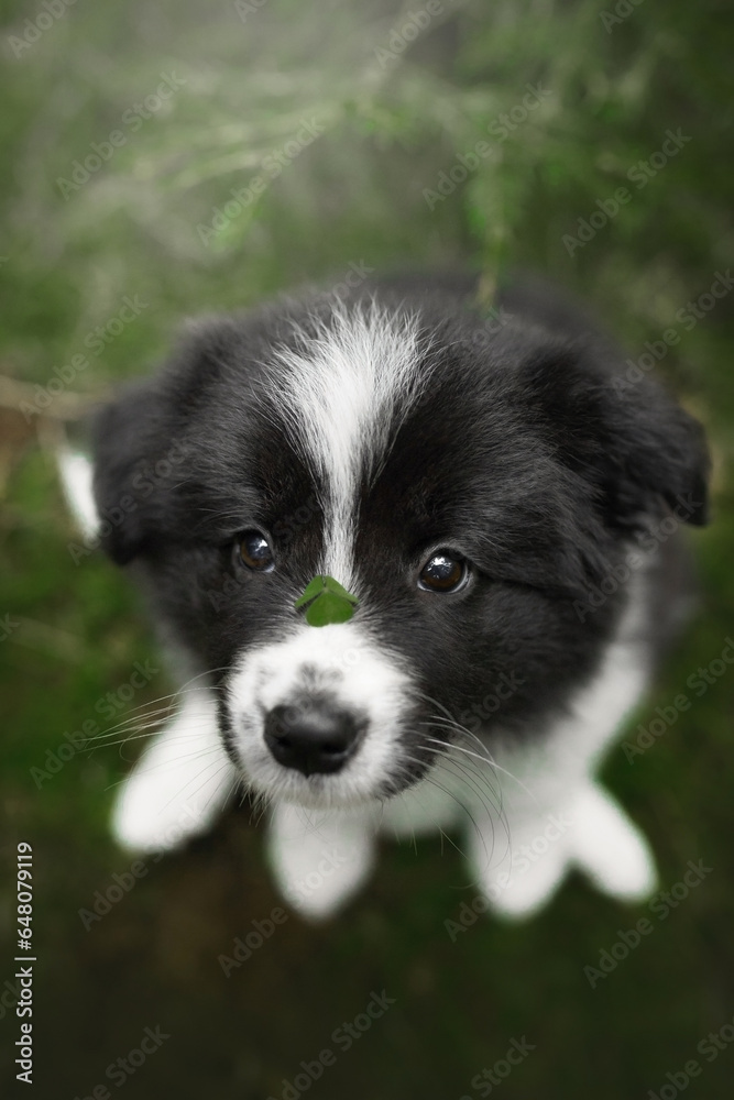 small and funny border collie puppies family in green pine forest on moss