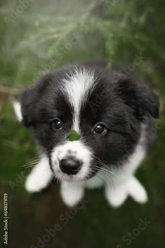 small and funny border collie puppies family in green pine forest on moss