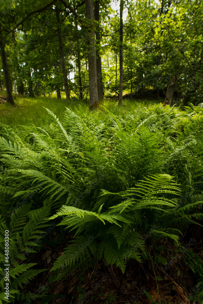 Fototapeta premium fern in the forest