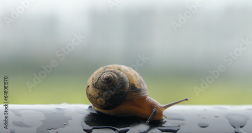 snail on a green leaf