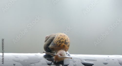 snail on a green leaf