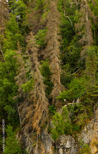 backwoods bald eagle1 photo