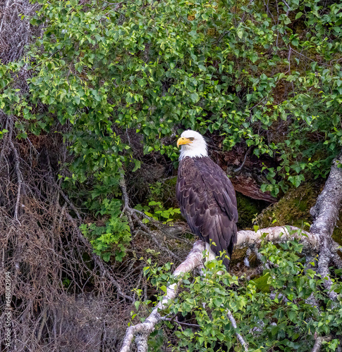 backwoods bald eagle2 photo