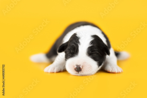  small and funny border collie puppies family on yellow background © Krystsina